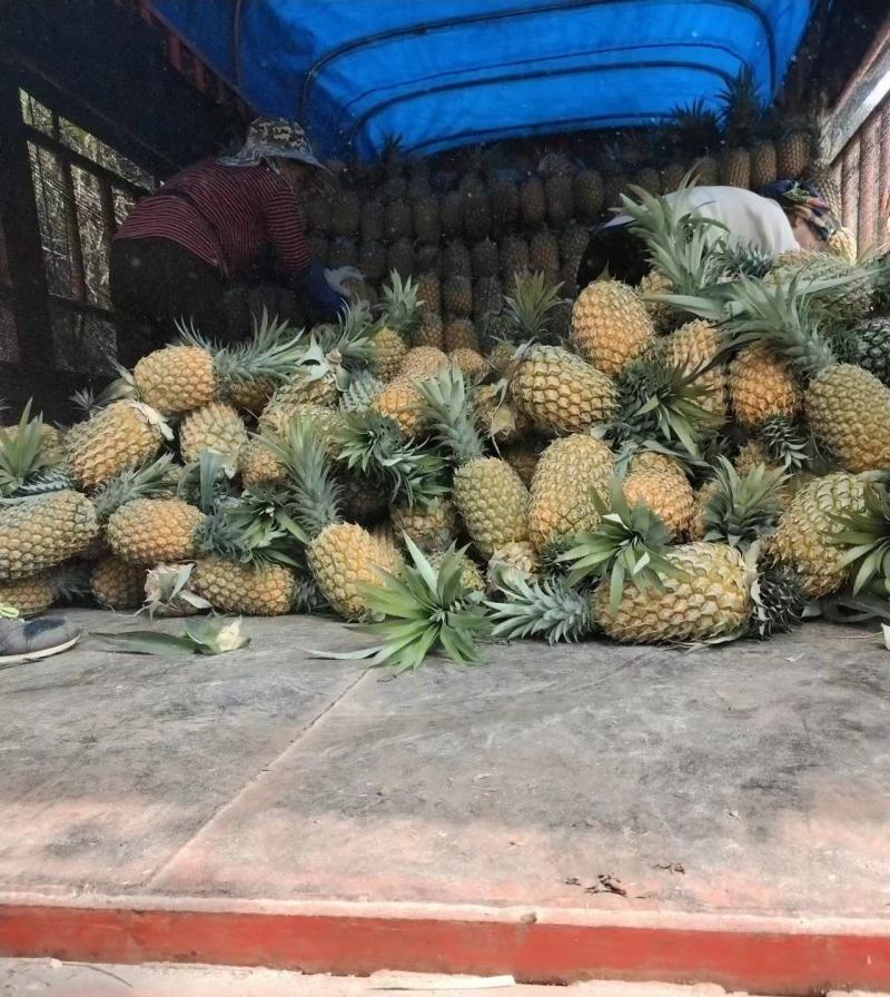 【精品菠萝】香水菠萝小菠萝大量供应，新鲜采摘对接全国市场