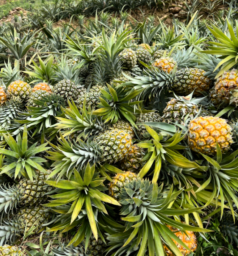 【精品菠萝】香水菠萝小菠萝大量供应，新鲜采摘对接全国市场