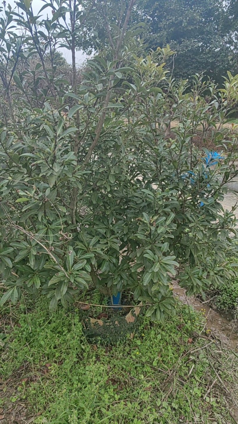 杨梅树