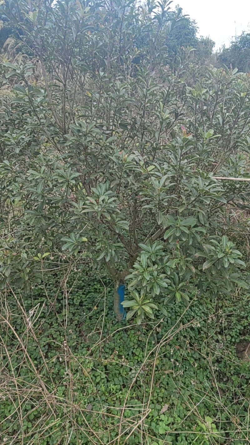 杨梅树