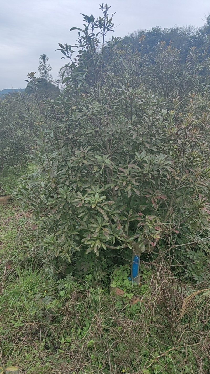 杨梅树