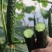 天津德瑞特博美235黄瓜种子密刺果肉厚油亮型顺直青瓜种籽