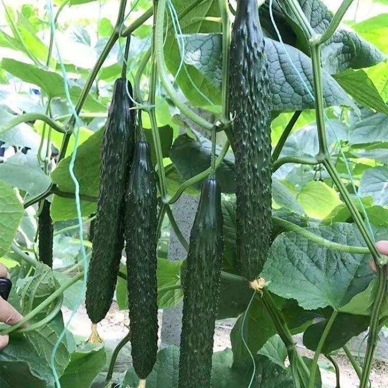 天津德瑞特博美235黄瓜种子密刺果肉厚油亮型顺直青瓜种籽