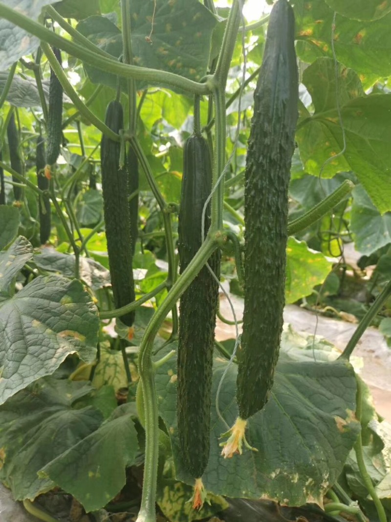 天津德瑞特博美235黄瓜种子密刺果肉厚油亮型顺直青瓜种籽