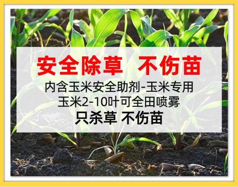 玉米苗后除草剂除恶性杂草大瓶硝烟莠去津封闭除草剂农药