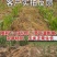 玉米苗后除草剂除恶性杂草大瓶硝烟莠去津封闭除草剂农药