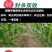 玉米苗后除草剂除恶性杂草大瓶硝烟莠去津封闭除草剂农药