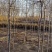 5公分矮接金叶榆120万棵6公分矮接金叶榆100万棵