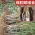映霜红桃树苗大果新品种现挖现发包成活包结果死苗免费补发
