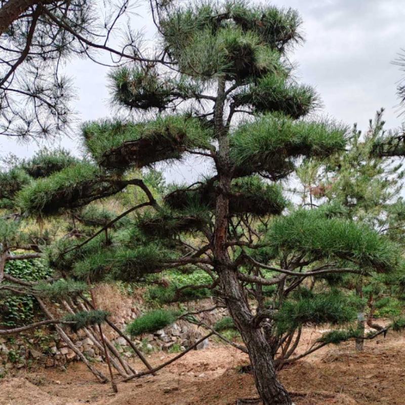 造型黑松，盆景-一条龙服务-包存活-定期修剪-高品质可验货