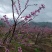 白花鹰嘴蜜桃苗，广东省连平县上坪镇发货，顺丰包邮
