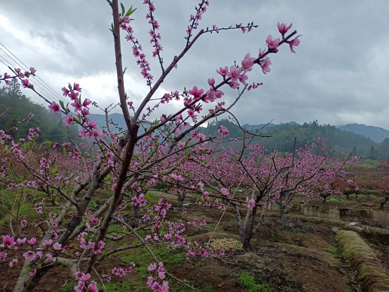 白花鹰嘴蜜桃苗，广东省连平县上坪镇发货，顺丰包邮
