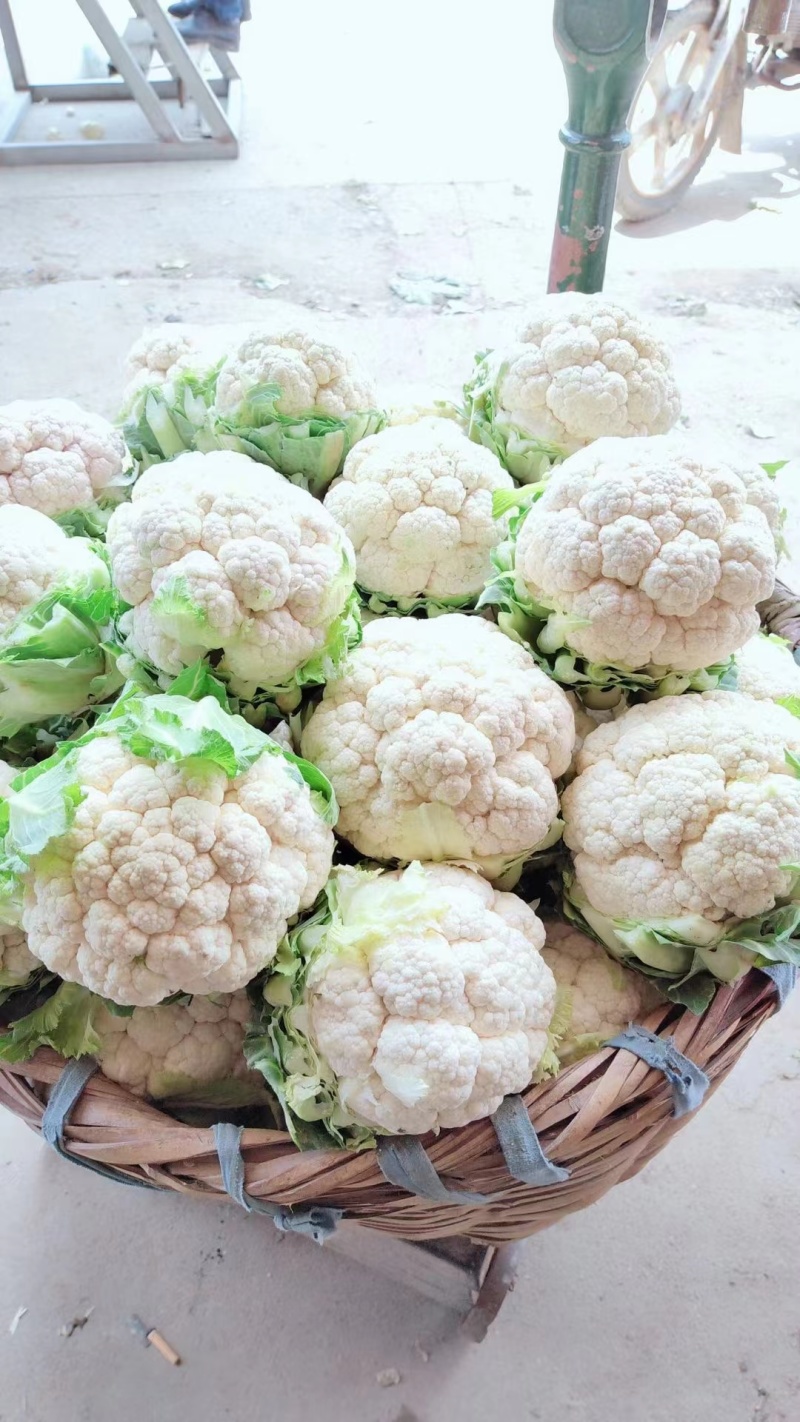陕西汉中洋县实花大量上市