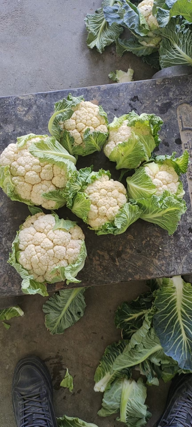 陕西汉中洋县实花大量上市