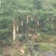 棕包棕笋