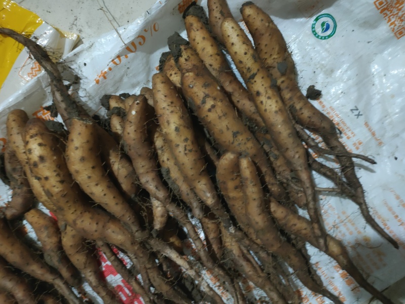 白玉山药豆苗20__30克，2两通天质量好价格低欢迎合作