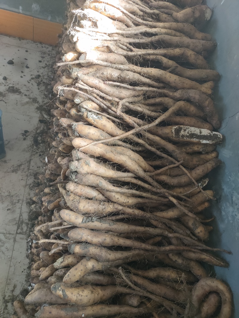 白玉山药豆苗20__30克，2两通天质量好价格低欢迎合作
