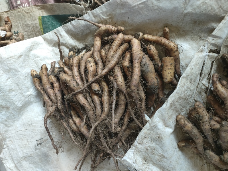 白玉山药豆苗20__30克，2两通天质量好价格低欢迎合作