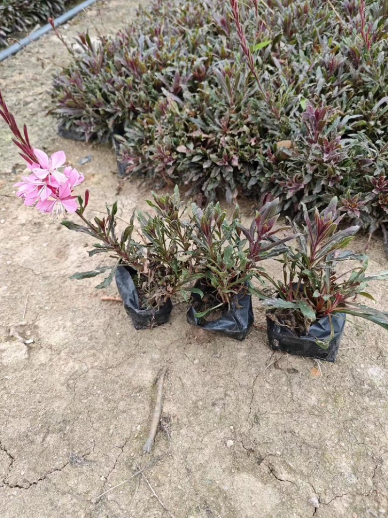 千鸟花福建漳州基地直销千鸟花