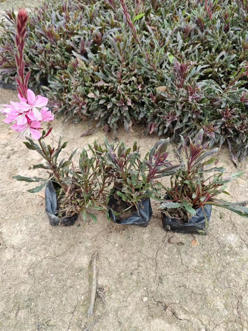 千鸟花福建漳州基地直销千鸟花