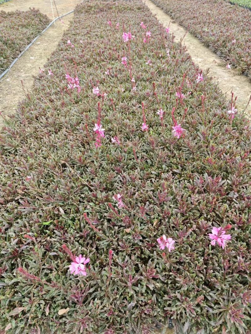 千鸟花福建漳州基地直销千鸟花