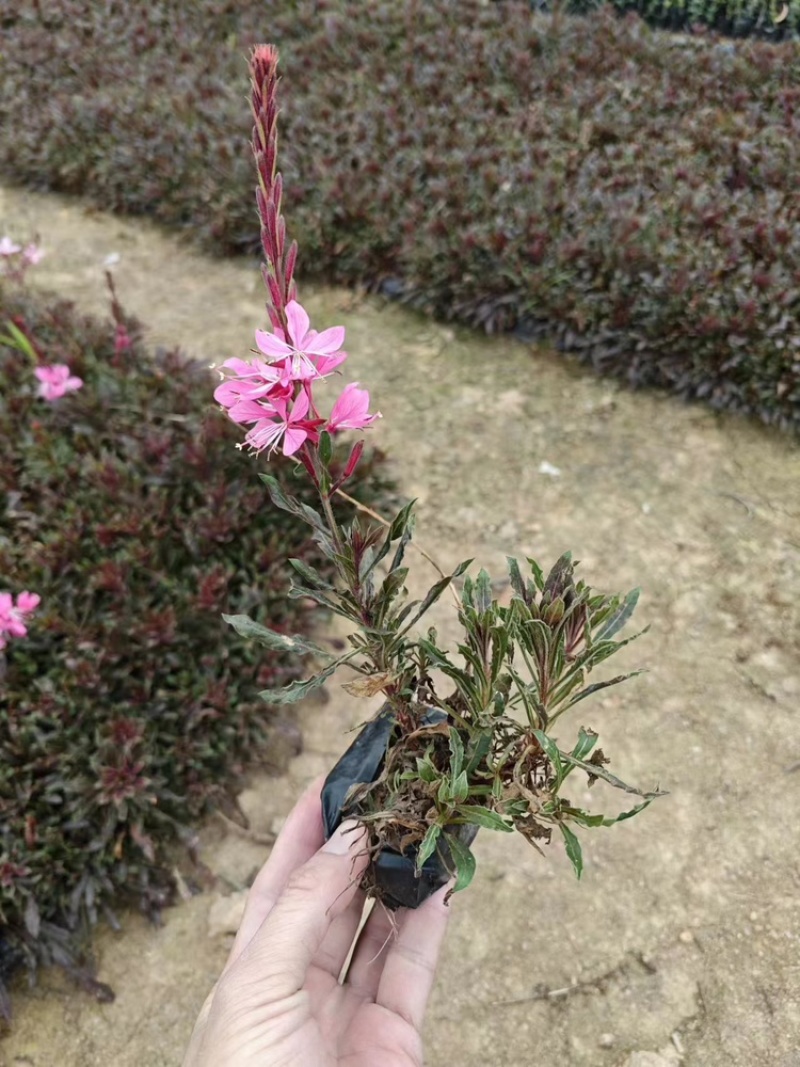 千鸟花福建漳州基地直销千鸟花