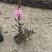 千鸟花福建漳州基地直销千鸟花