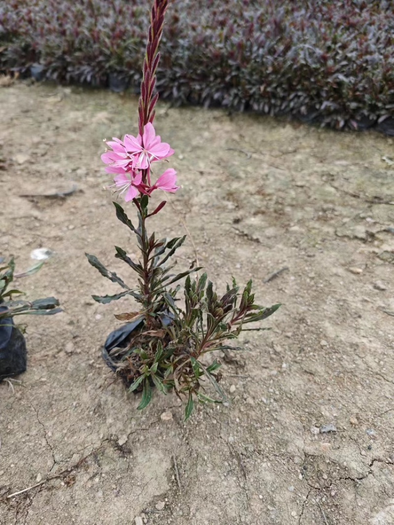 千鸟花福建漳州基地直销千鸟花