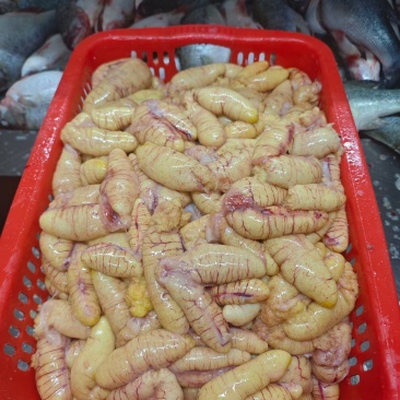 鲈鱼籽