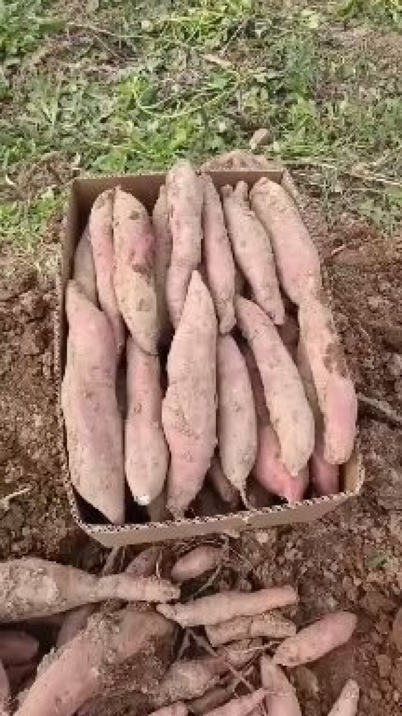 秦五，干面无丝甜，面光滑，山西运城夏县特产