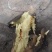 秦五，干面无丝甜，面光滑，山西运城夏县特产