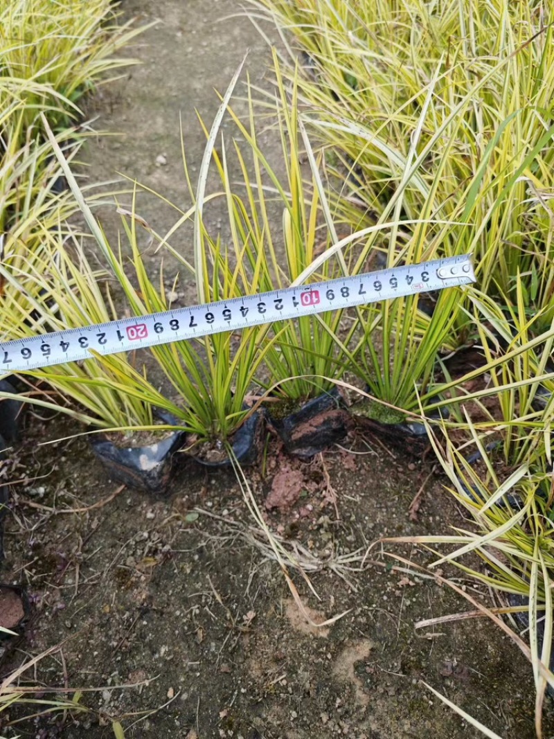 金边菖蒲福建漳州基地直发金边菖蒲