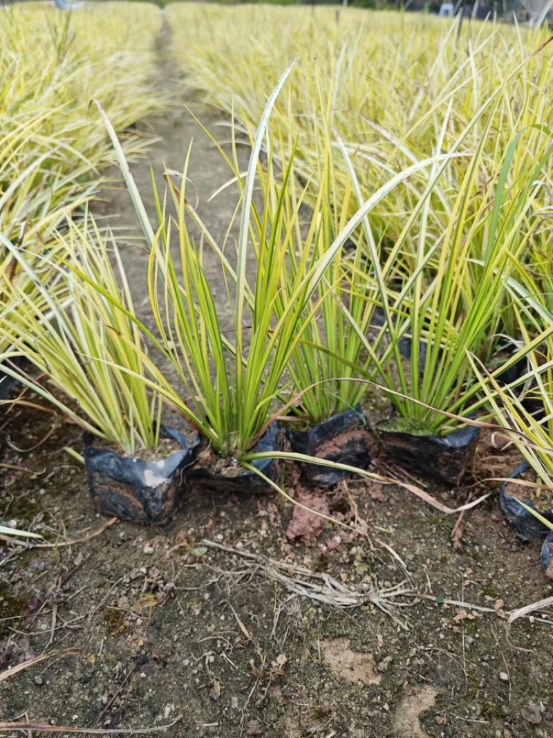 金边菖蒲福建漳州基地直发金边菖蒲