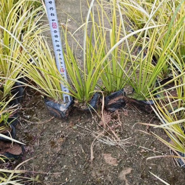 金边菖蒲福建漳州基地直发金边菖蒲