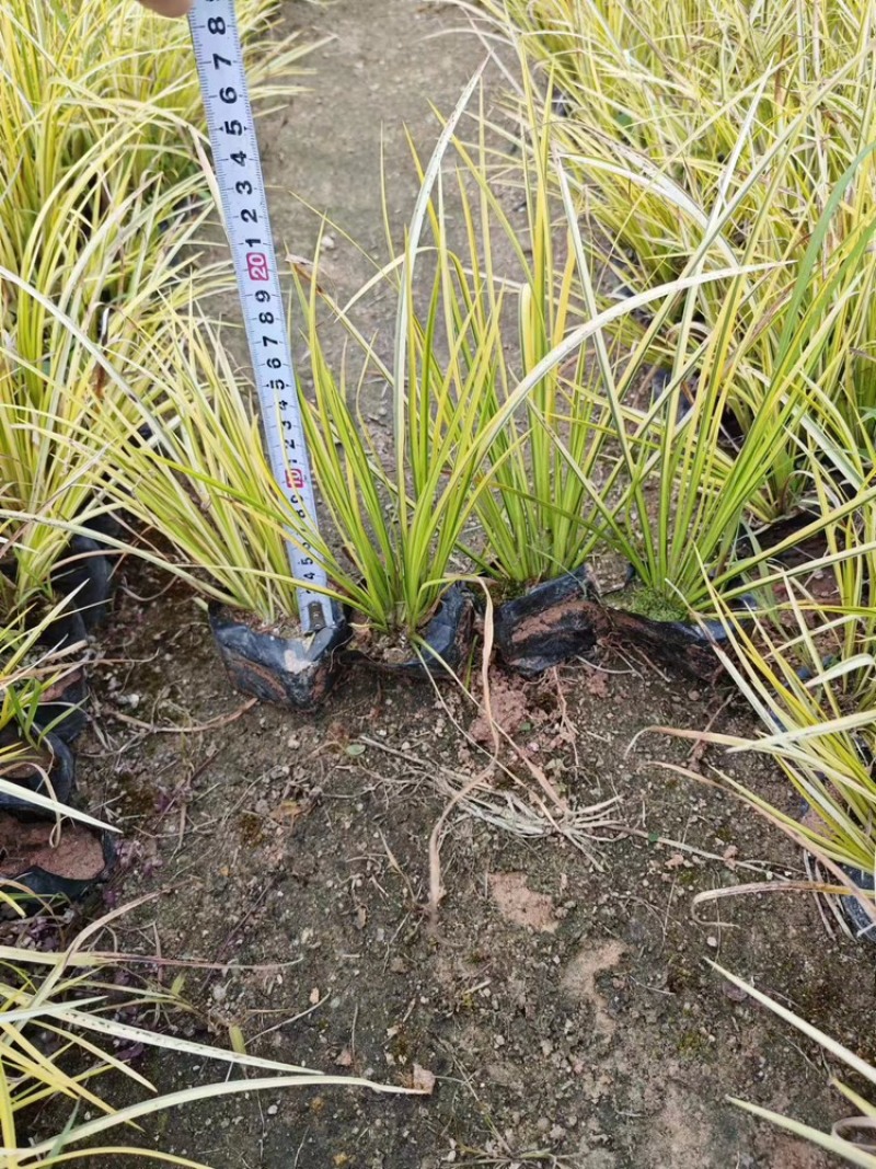 金边菖蒲福建漳州基地直发金边菖蒲