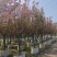 日本樱花福建漳州基地直发日本樱花