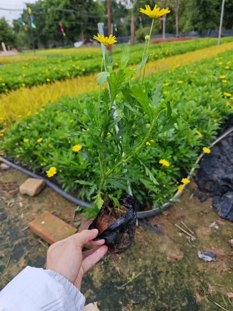 木春菊福建漳州基地直发木春菊