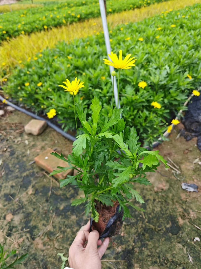 木春菊福建漳州基地直发木春菊