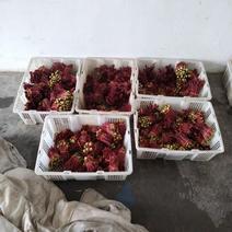 露天红芽已开始大量上市