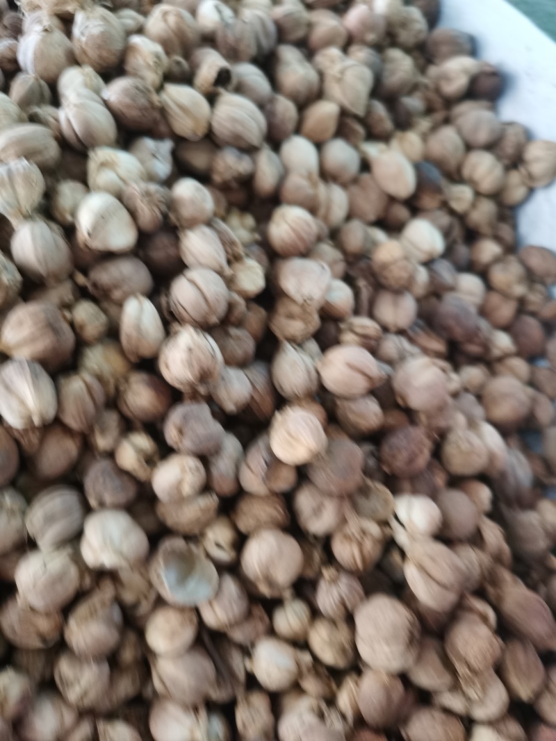 白豆蔻白寇泽润中药批发零售各种中药材