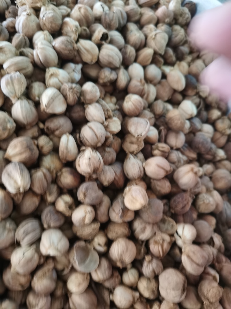 白豆蔻白寇泽润中药批发零售各种中药材