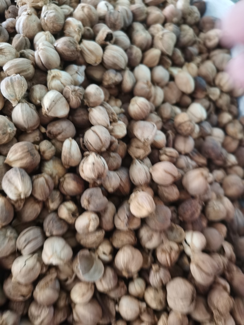 白豆蔻白寇泽润中药批发零售各种中药材