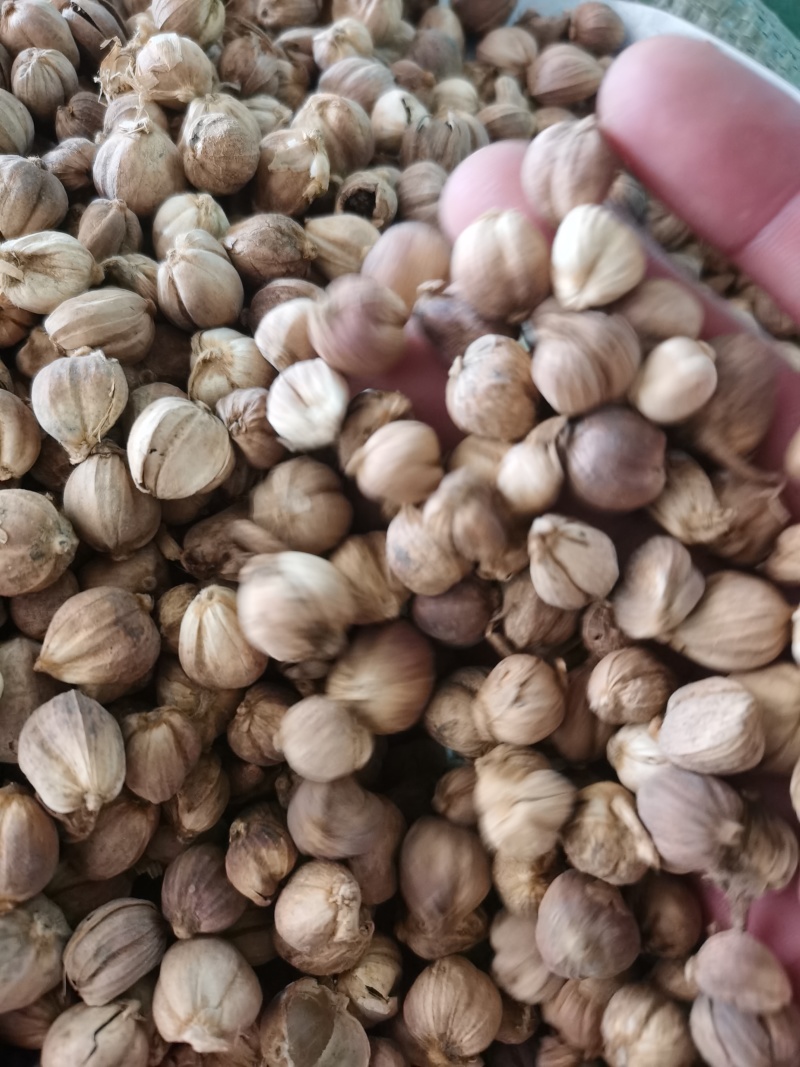白豆蔻白寇泽润中药批发零售各种中药材