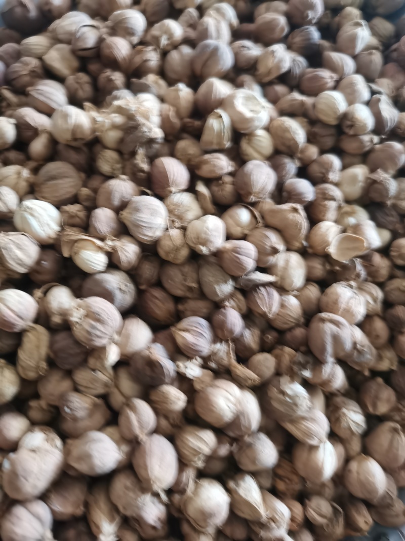 白豆蔻白寇泽润中药批发零售各种中药材
