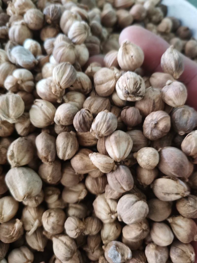 白豆蔻白寇泽润中药批发零售各种中药材