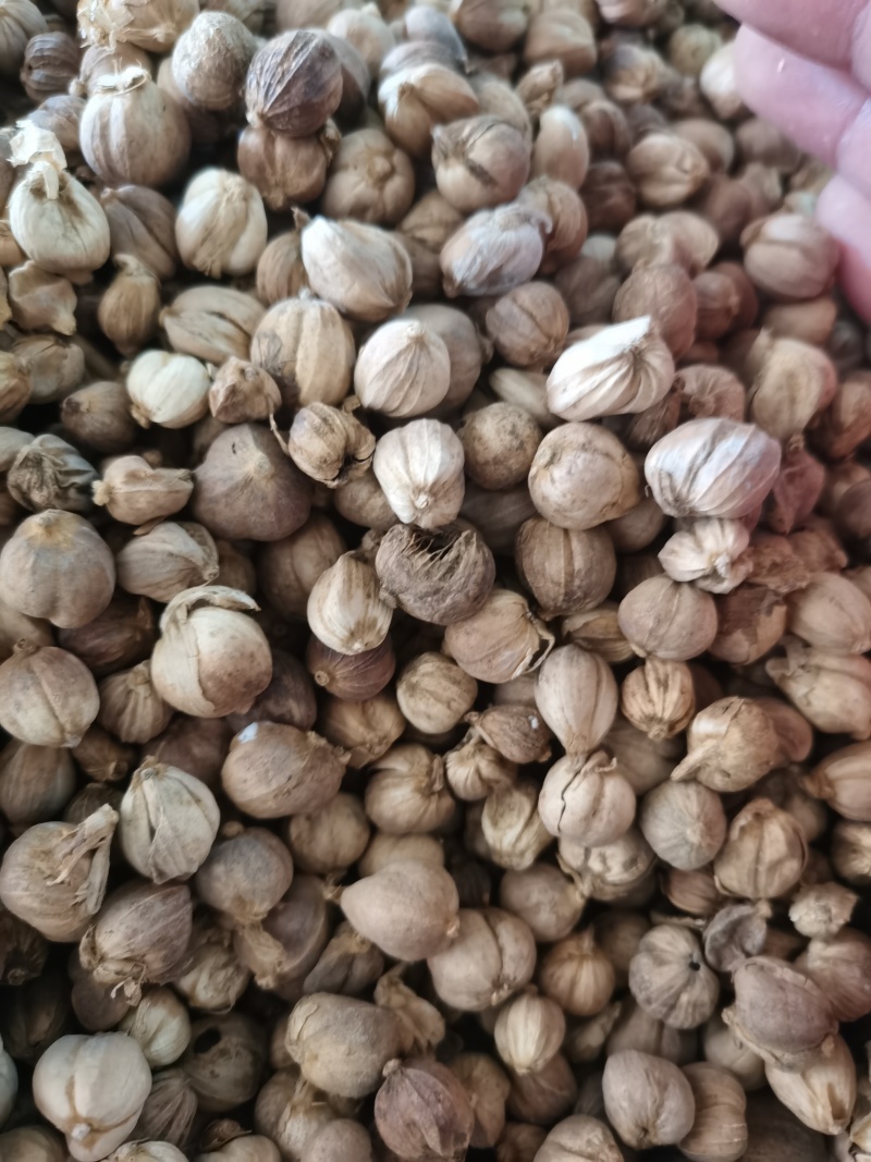 白豆蔻白寇泽润中药批发零售各种中药材