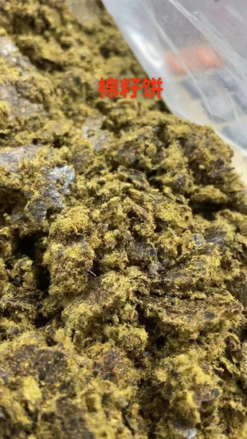 【经销商进店】棉籽饼膨化棉籽饼厂家直销养殖户降低成本