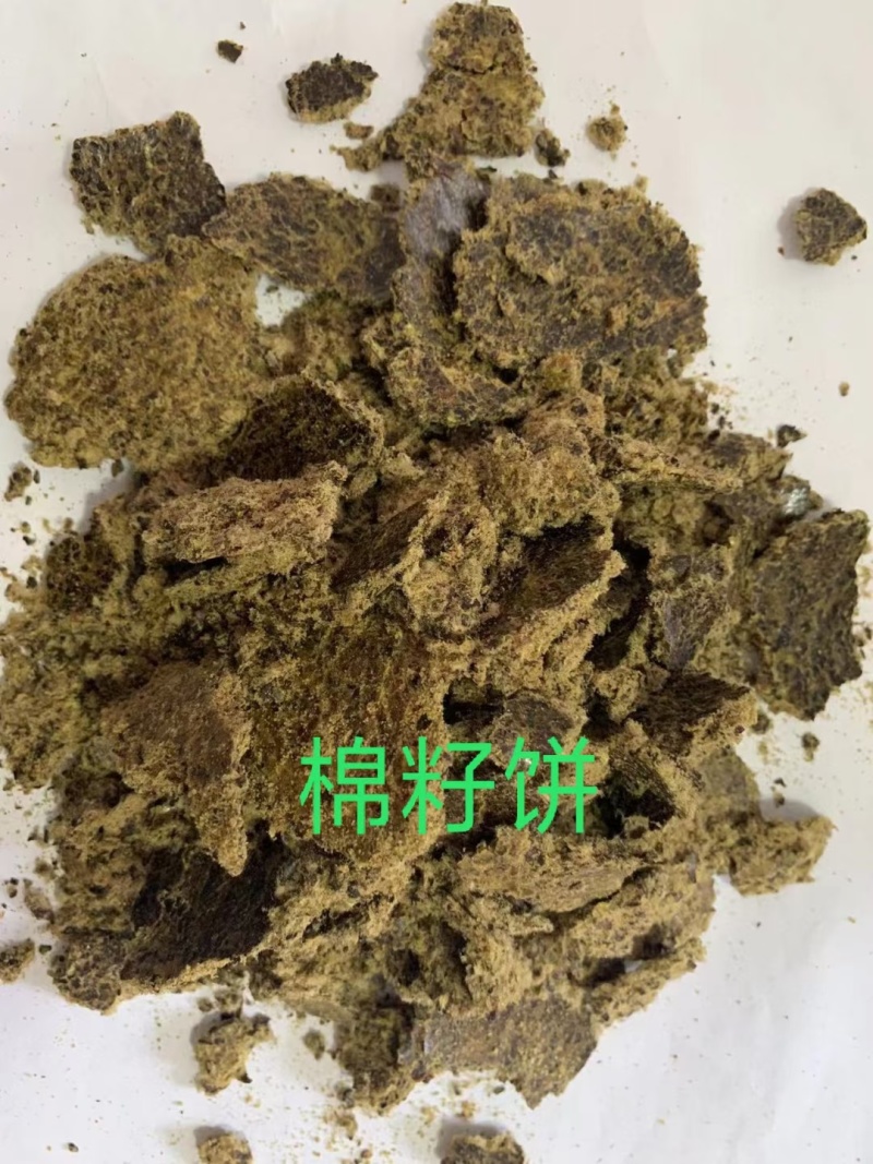 【经销商进店】棉籽饼膨化棉籽饼厂家直销养殖户降低成本