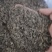 牛蒡子大力子泽润中药批发零售各种中药材