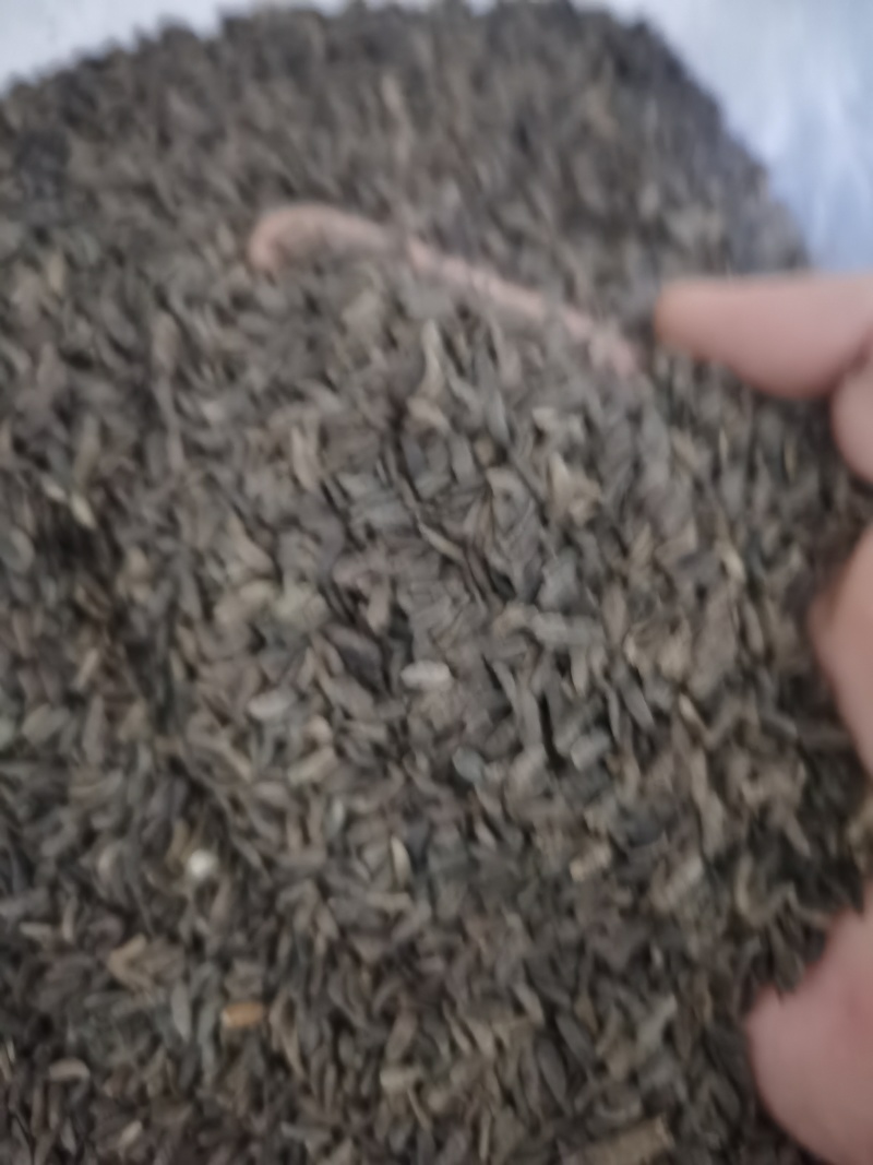 牛蒡子大力子泽润中药批发零售各种中药材